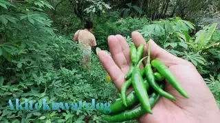Pergi ke kebun bareng istri mau metik cabai #perkampungan 