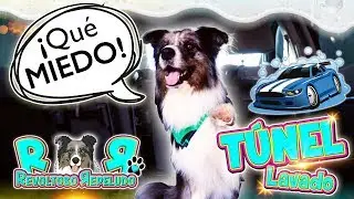 CONSINTIENDO a mi PERRO un BA&Ntilde;O dentro del COCHE 🚙 COMO REACCIONA a un T&Uacute;NEL de LAVADO 🛁 Gracioso