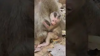 sweet adorable lovely baby monkey Boris attractive #shorts #shortsfeed #shortvideo
