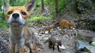 I moved my camera trap to a new spot. This quiet forest is full of life!