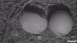 SWFEC 12-29-23 & 12-30-23.  Hatch progress from the overnight.