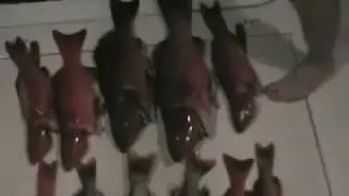 Quality reef fish caught fishing the Great Barrier Reef!!