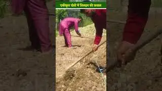 Kashmir में Integrated Farming Model कैसे बदल रहा खेती की तस्वीर? | Horticulture | #shorts