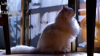 Window Watch Lounge- Fluffy Cats Lost in Morning Curiosity | 2-year-old Cute Norwegian Forest Cat