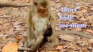 Pity baby monkey Barbi cry hungry milk much-Why Blacky change mind hate her baby like this