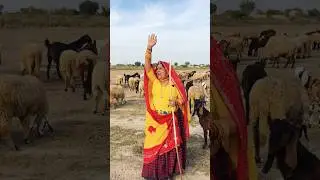 new rajasthani  #trending #rajasthaniclture #marwadisong #shorts #rajasthani #viral #mustwatch
