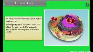 Breathing & Exchange Of Gases | Class 11 | Biology | NCERT | CBSE | English Medium