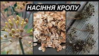 Насіння кропу: маленький скарб, про який забули!