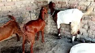 Goat matt in house