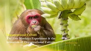 Organizational Culture and the 5 Monkeys Experiment | How culture is formed | Culture as a barrier