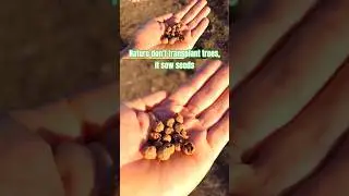 #Seeds are the key for large scale #ecosystemrestoration