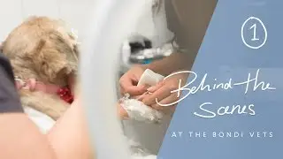 What's Wrong With Bindi? - Behind The Scenes At Bondi Vet Hospital - Dr Kate Adams, Bondi Vet