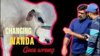 CHANGING WANDA GOES WRONG??? #video #animalfarming #mandikadeewana #daira #cattlefarming 