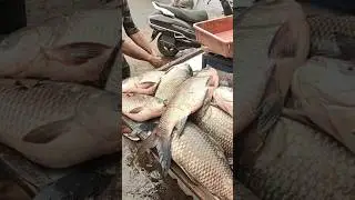 #fishrohu #sira#fish#fishingvideo #siraj