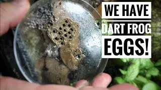 I HAVE DART FROG EGGS: Dart Frog Egg to Tadpole Care
