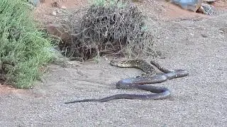 Cobra vs Puff Adder