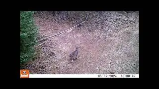 Wolf Scat Ridge Elevated June 4 2024