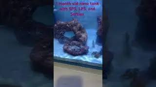 1 month nano tank update #nanoreef #marine #nanoreef #reef #tropicalfish #anemone #reefkeeper