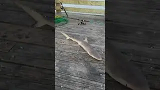Shark caught on pier (not my catch) #fishing #fish #shark