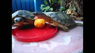 Rhinoclemmys Areolata eating :D