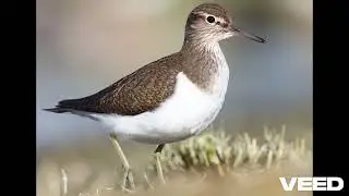 Common Sandpiper - Calls