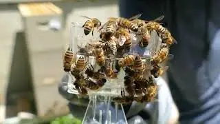 New DJI Mic | Spring Swarm Cell Inspection and Saving comb from a weak colony with hive beetles.