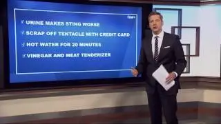 VERIFY: The best way to ease the pain from a jellyfish sting