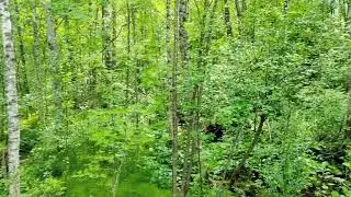 Midsummer Green in Finland 2022