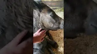 #RebelEllie foal scratches. #animals #babyanimals #foals #horses