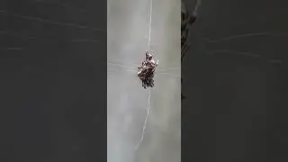Decoy Spider