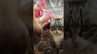 Cat vs Chicken  Watch What Happens Next and Get Ready to Laugh in 2023