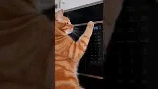 Cat Destroys Everything in the Whole House! Watch This Chaos Unfold #catlover #pets #funnycats