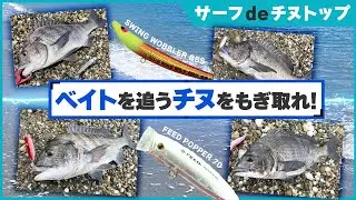 サーフチヌトップ攻略!大量のベイトに狂喜乱舞♡!【淡路島】