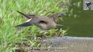 Migratory ORIENTAL PRATINCOLE in non-breeding plumage, Singapore
