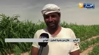 الوادي : إنطلاق موسم زراعة الطماطم مع توقعات بإنتاج أزيد من مليوني قنطار