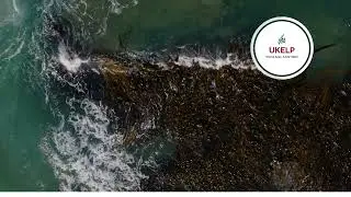 Relaxing Ocean Tides Over Ecklonia Maxima Kelp Forest