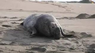 How Elephant Seals Move Outside of Water | Demonstration of Seal Locomotion in Newport Beach