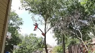 Cleaning Up A Sick Elm Tree In My Backyard (Chainsaw work) #treecutting #landpreparation