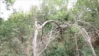 INTERDIMENSIONAL Bigfoot People