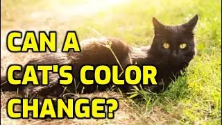 Why Is My Cat's Coat Changing Color?