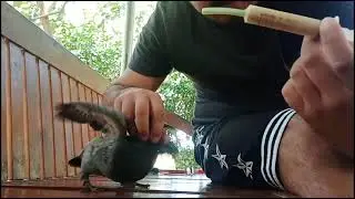 Young Bird Handfeeding and Loft Daily Routine  #PigeonFancier #PigeonRacing #kalapatids