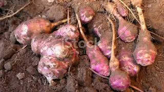 Drought Proof Vegetables You Should Be Planting Now