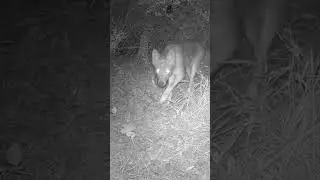 Coyote Checks Out Camera Trap