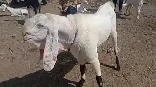 Dewas bakra mandi live update 6 November 2025