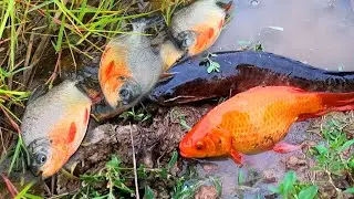 Bắt cá chép koi, cá chép, cá vàng, cá sộp, các loại cá nước ngọt