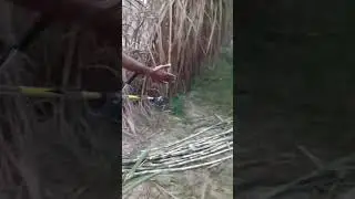 Sugercane cut by brush cutter