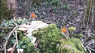1 Hour Bird Watching | Red Robin & Woodland Birds: An Hour of English Woods