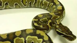 BLOOD BALLS--blood python X ball python hybrid---AWESOME!!