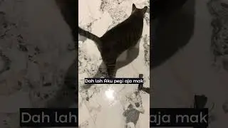 Andud kah??? #shorts #cat #fatcat #funny