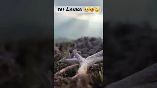 Haritha kanda 😍🥺☘️⛰🏕 #srilanka  #travel  #best